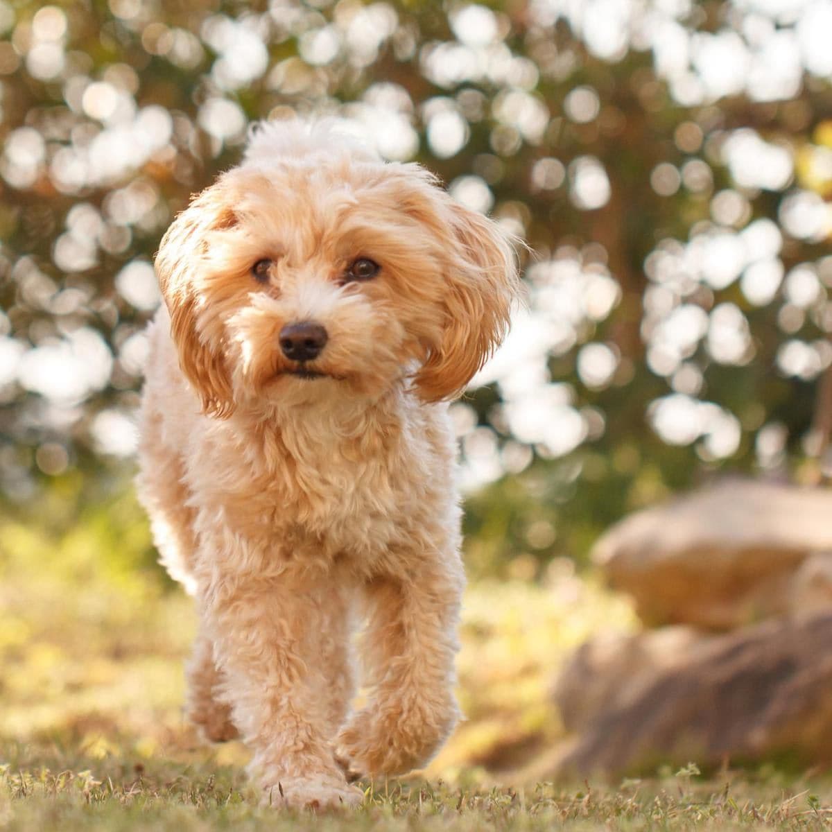 Meet the Maltipoo: All about one of the most adorable breeds of small dog