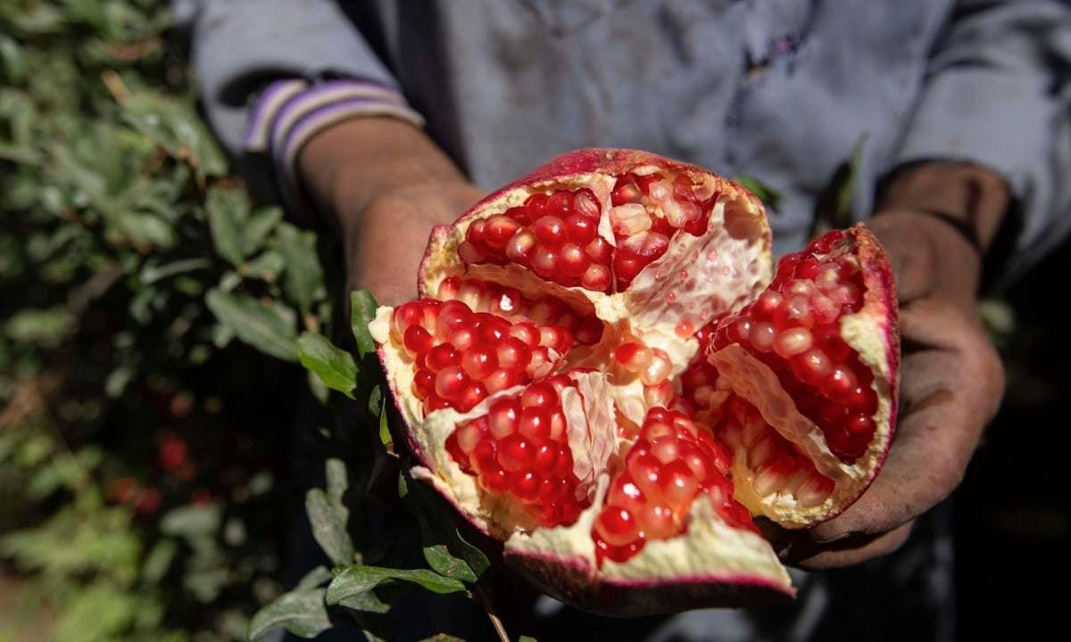 Pomegranate Fruit Harvest In Egypt