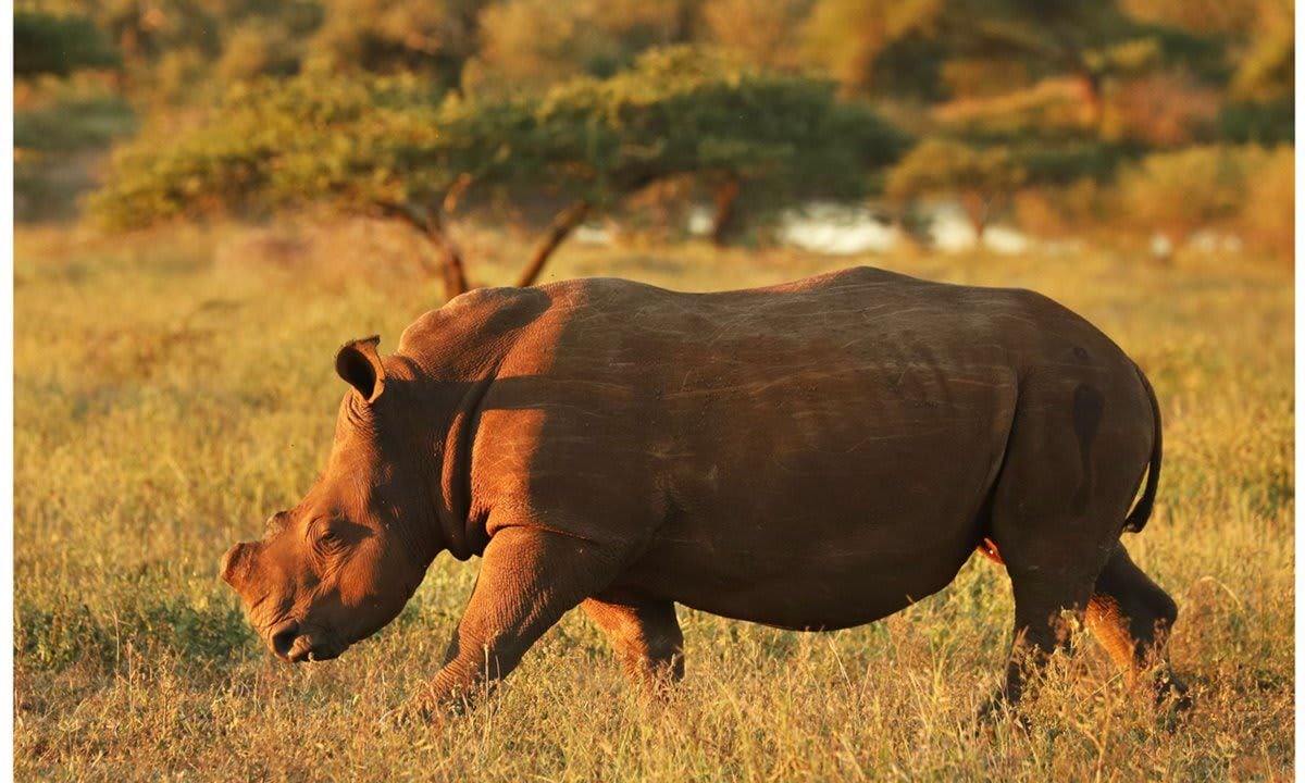 Princess Charlene of Monaco wildlife conservation