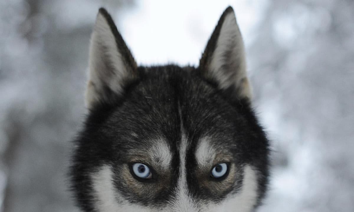 The pale blue eyes of a Husky give a pie