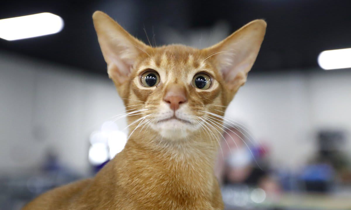 Cat show in Moscow