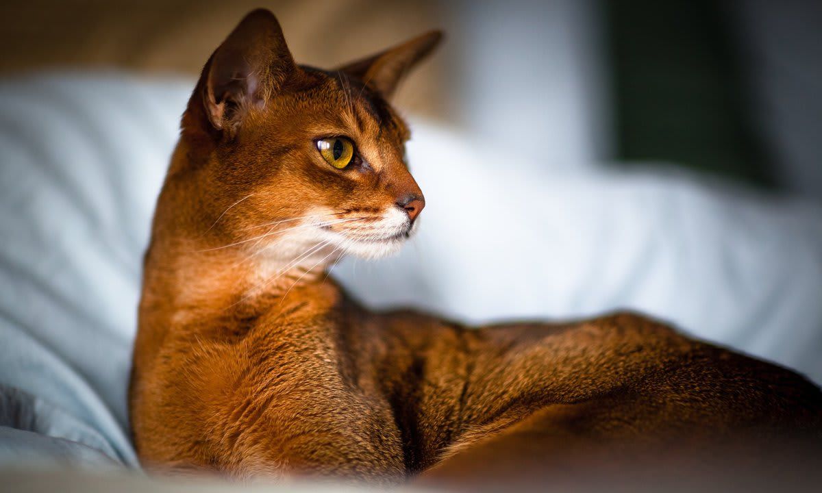 Abyssinian cat