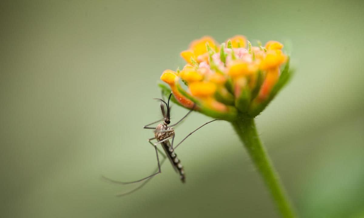 Mosquitoes are essential to the earth’s natural cycles