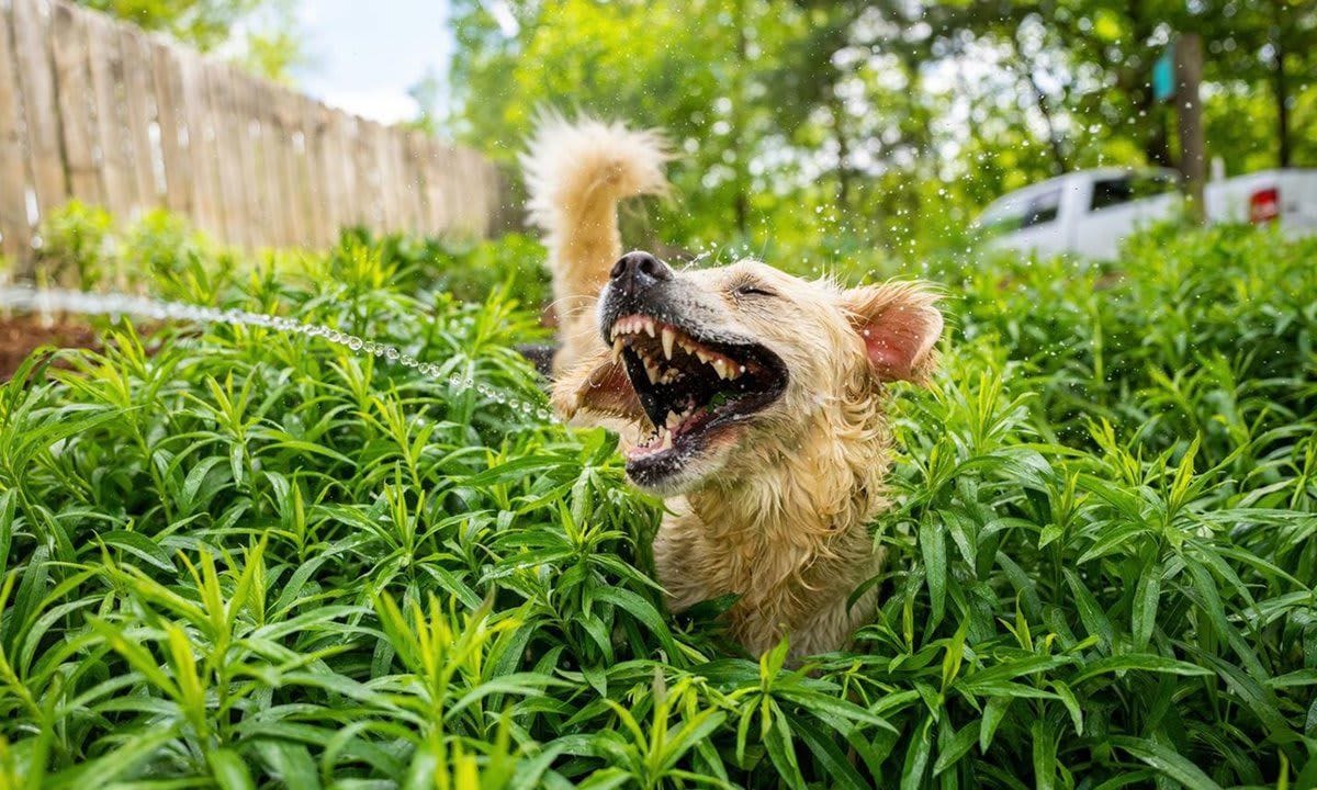 Comedy Pet Photo Awards