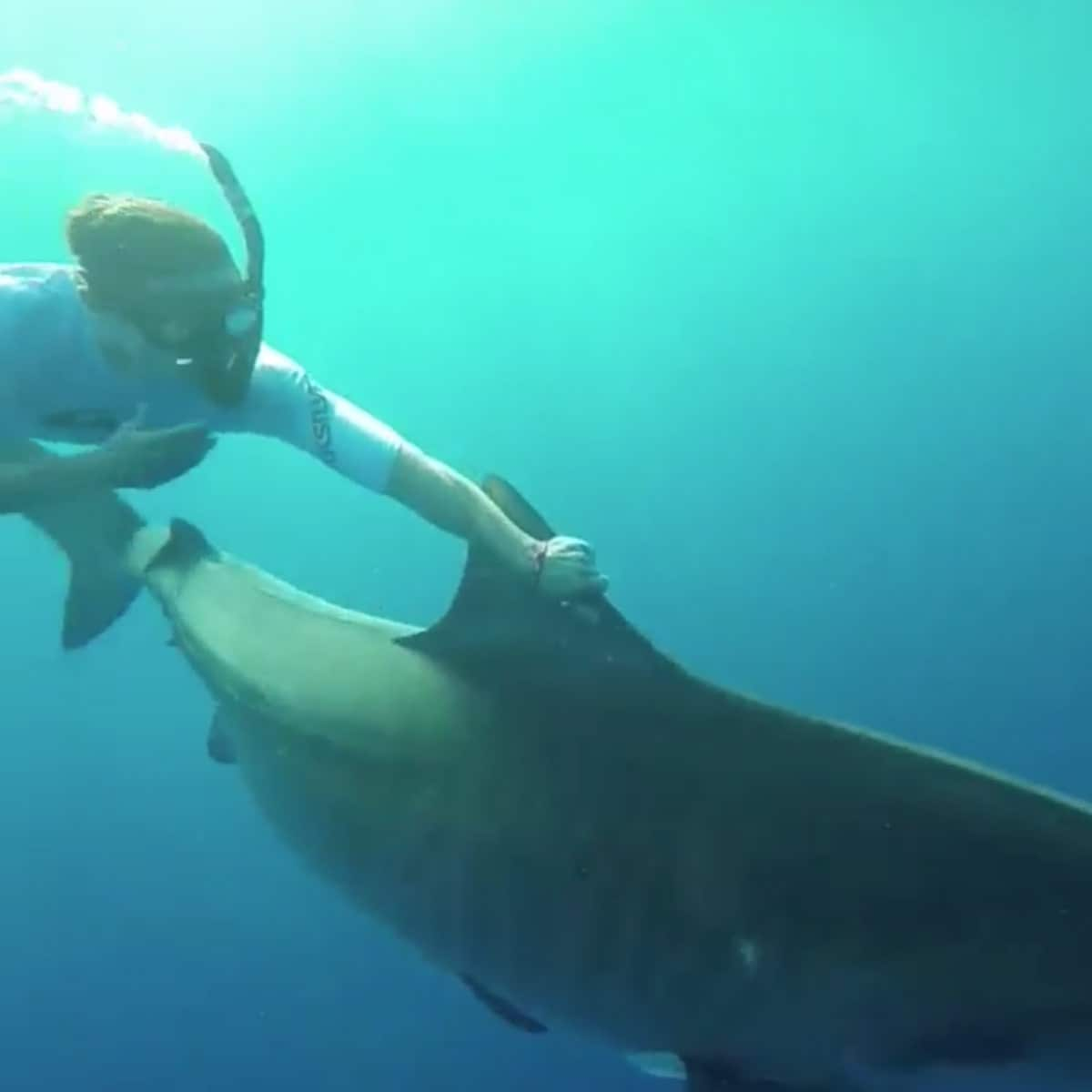 Zac Efron swimming with sharks