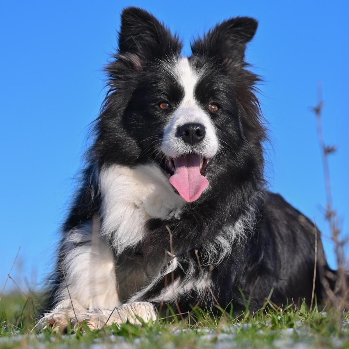 CANCER Border Collie