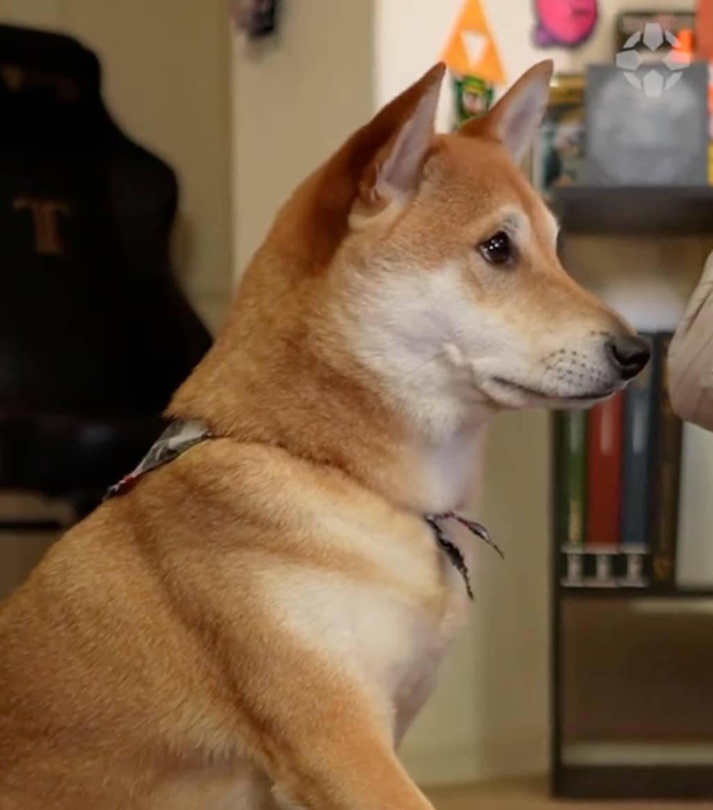 Peanut Butter, the dog who plays video games