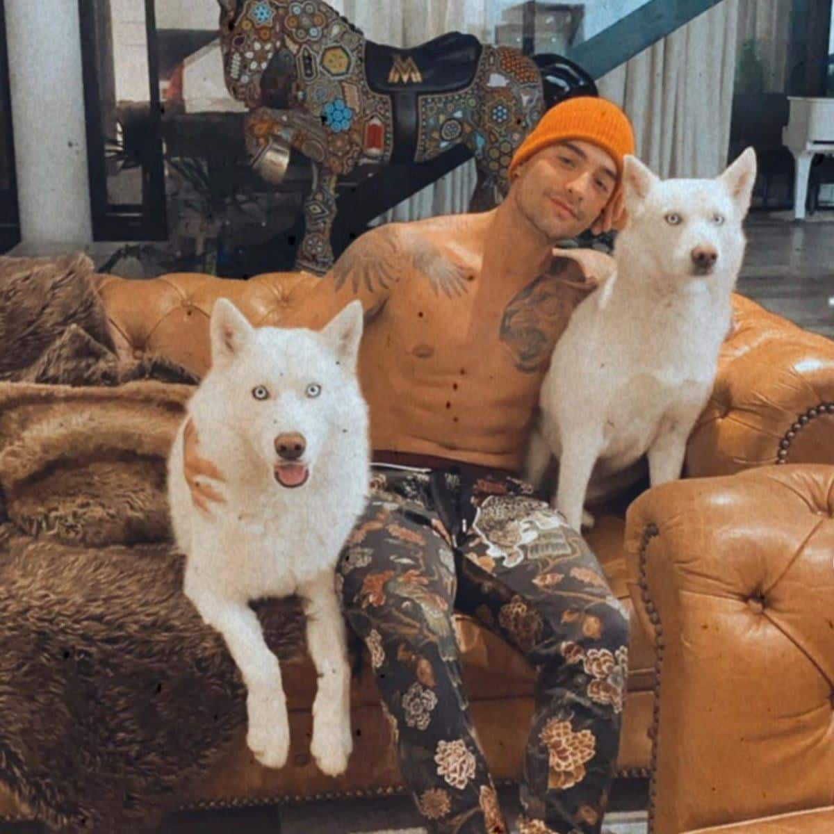 Maluma's dogs