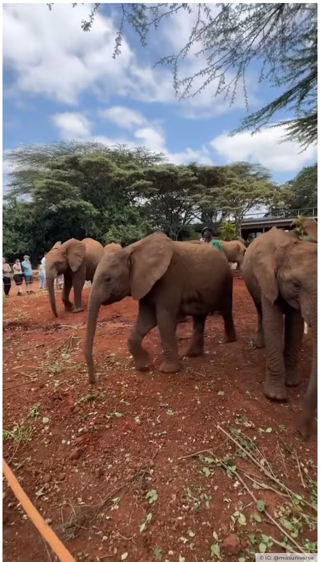 Sheynnis Safari Shenanigans!