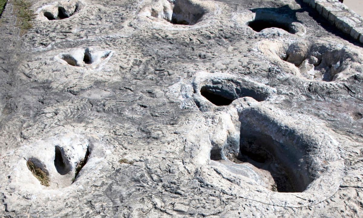 Dinosaur tracks found near the Paluxy River, Glen Rose, Texas