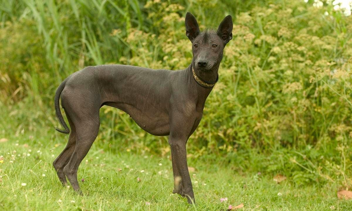 Xoloitzcuintli