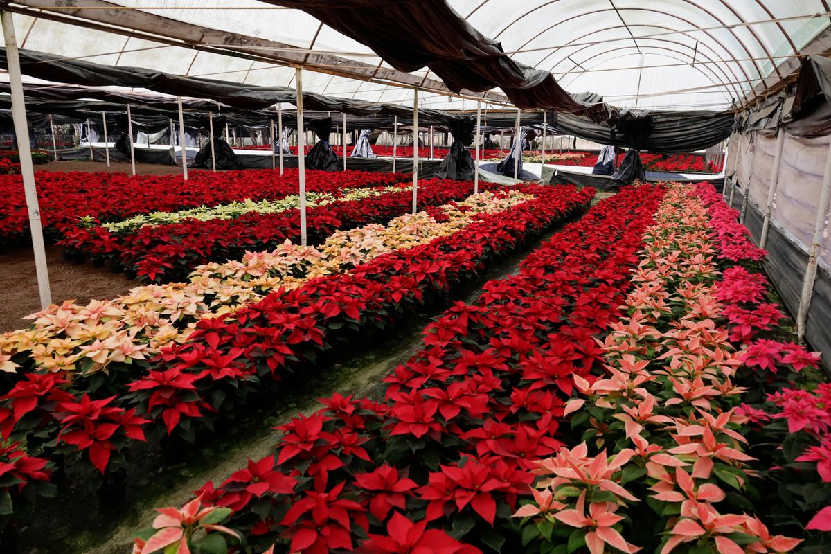 View of Christmas Eve flowers in a greenhouse in Xochimilco, Mexico City, Mexico, on November 26, 2024, for sale on Christmas Eve and New Year's Eve. (Photo by Gerardo Vieyra/NurPhoto via Getty Images)