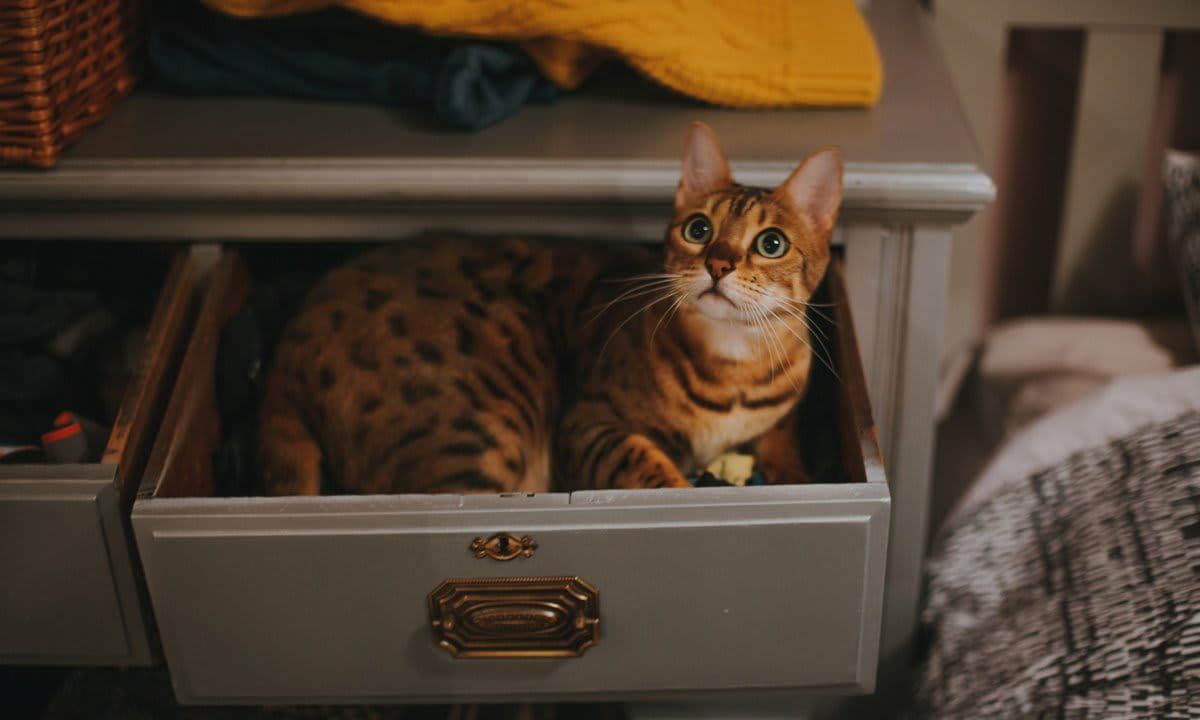 Bengal cat