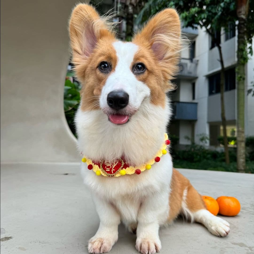 Pet of the week: This adorable corgi went swimming and things didn't go as planned