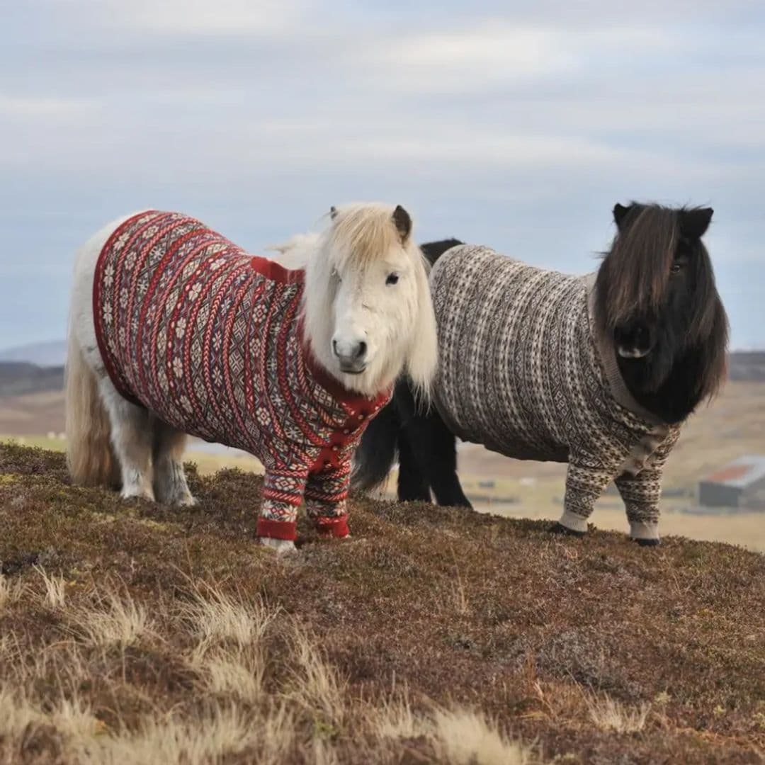 Pet of the week: Meet Scotland's Shetland ponies wearing knitted sweaters