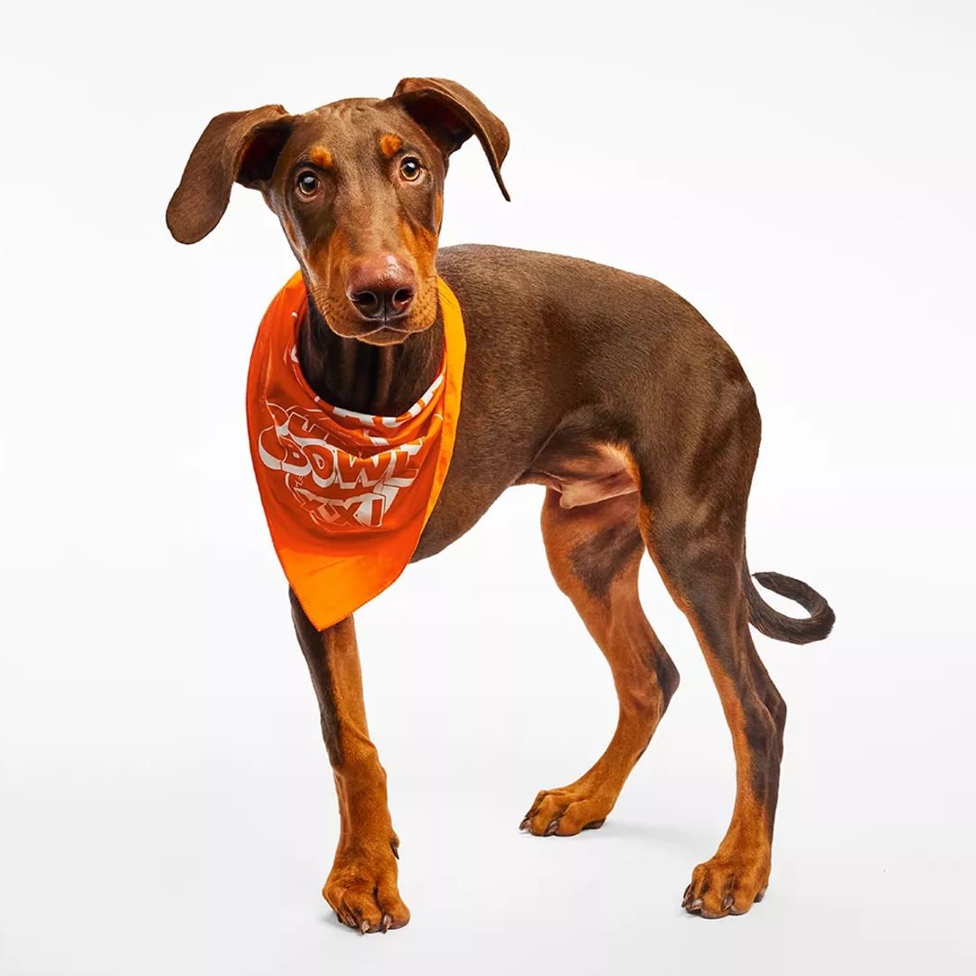 Meet the eleven adoptable special needs dogs competing in the 2025 Puppy Bowl