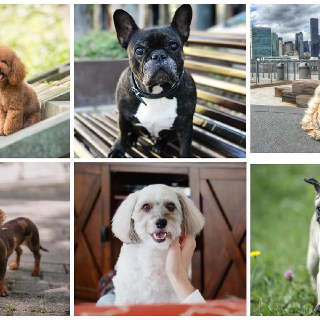 Eight dog breeds that make great city pets