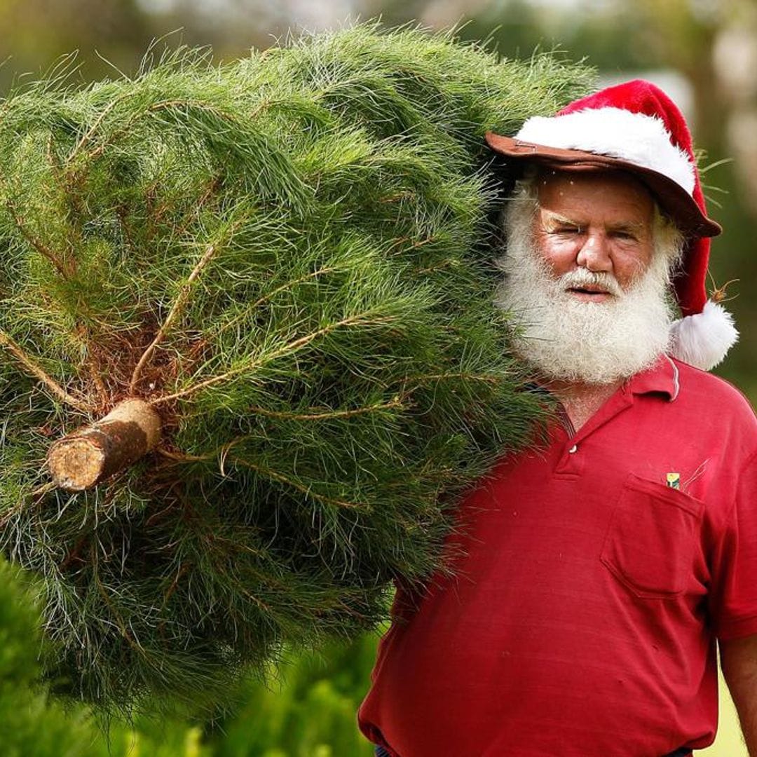 5 eco-friendly ways to dispose your Christmas trees