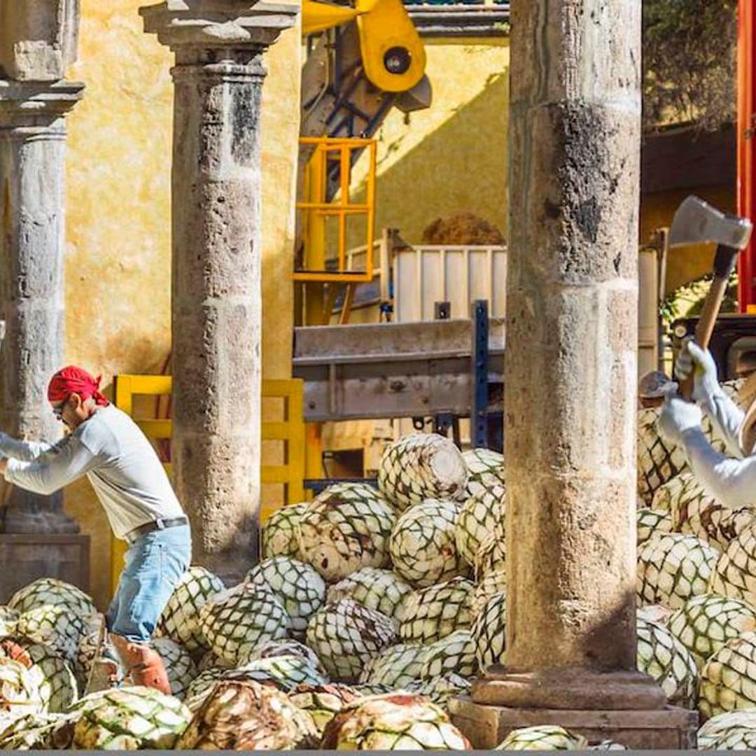 Discover the spirit of Mexico: visiting Tequila, Jalisco