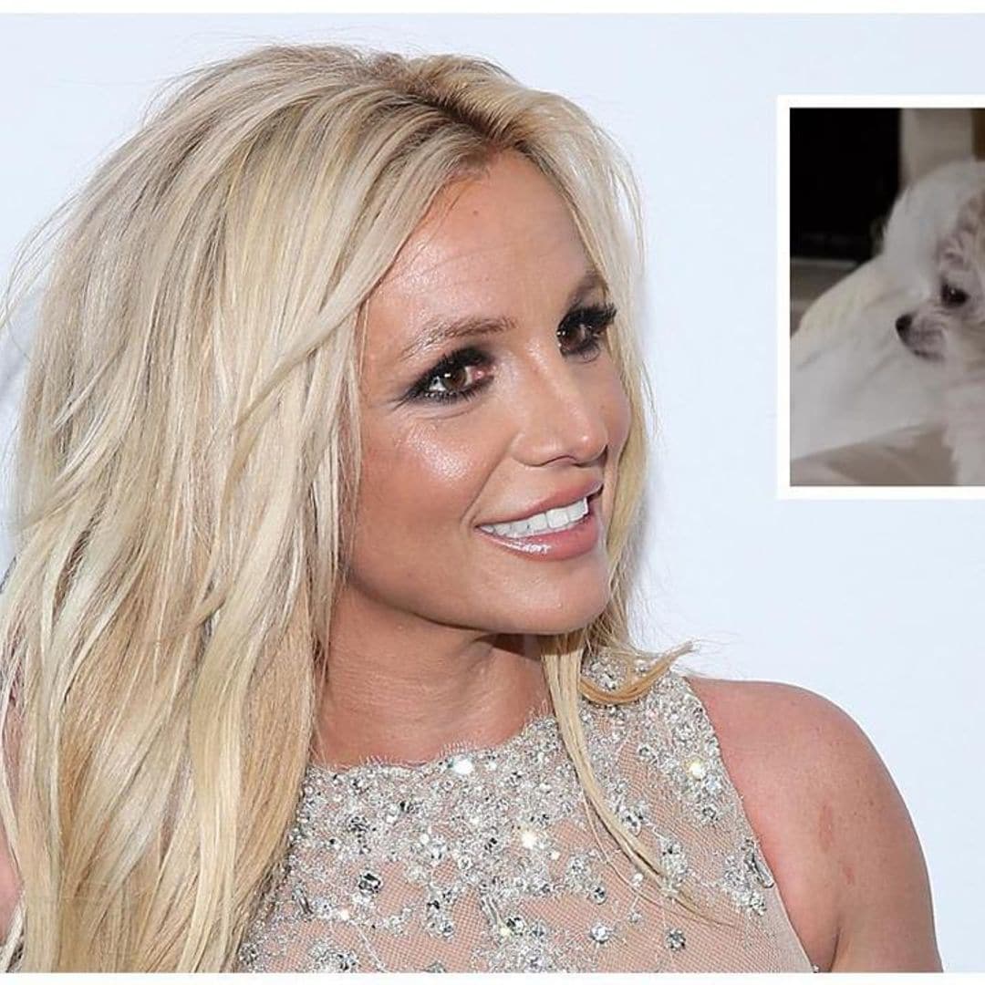 Britney Spears gets a new puppy as custody settlement of her shared dogs with Sam Asghari concludes