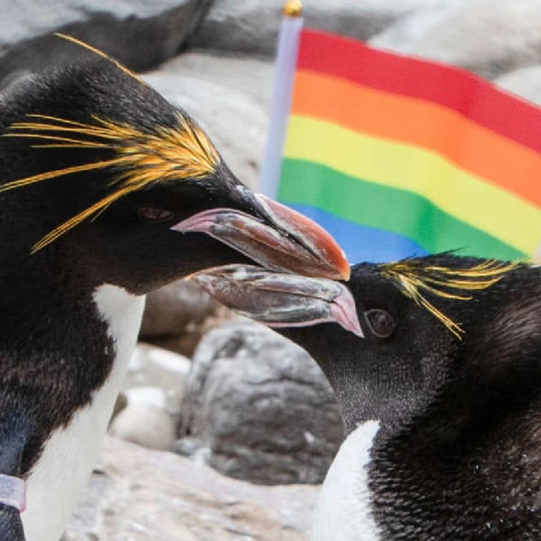 These adorable gay penguins celebrate Pride Month at Welsh zoo