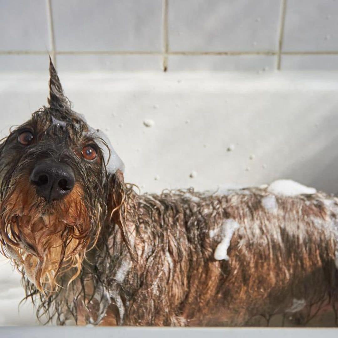 Dogs bath time tips & tricks: how to make it effective & fun