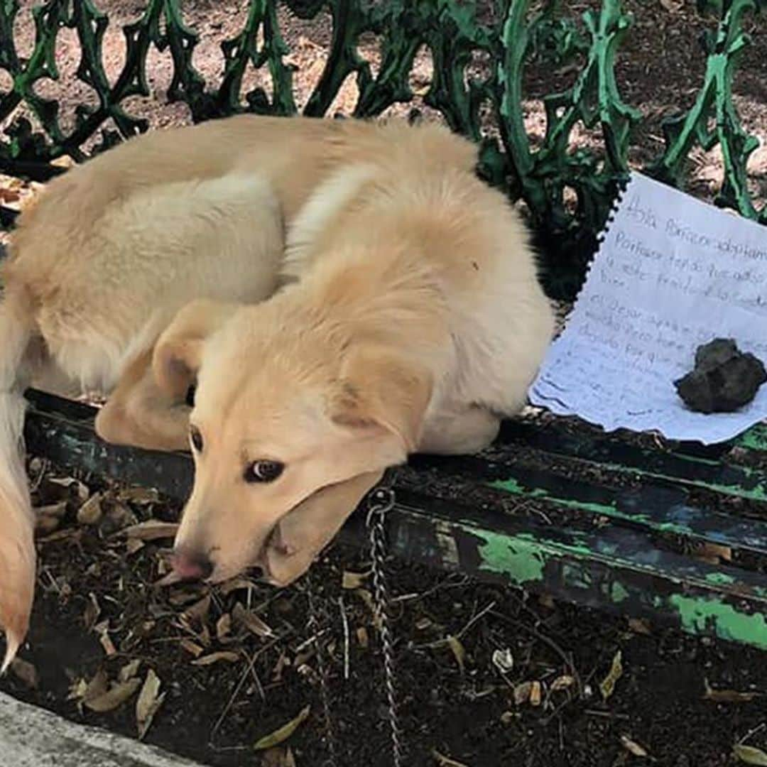 Puppy abandoned on bench in Mexico, what happens next will warm your heart