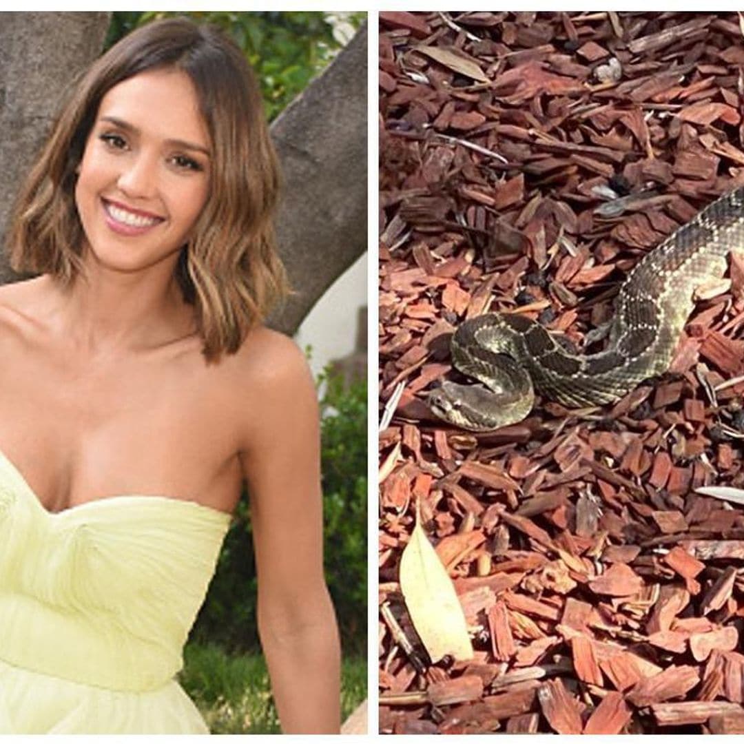 Jessica Alba encounters huge rattle snake and her reaction is priceless