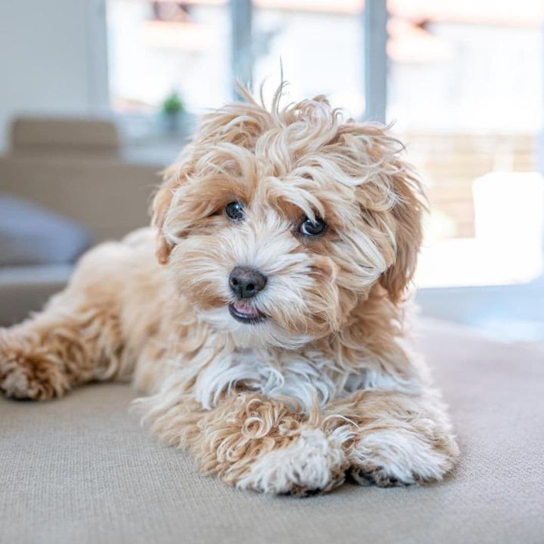 Meet the Maltipoo: All about one of the most adorable breeds of small dog