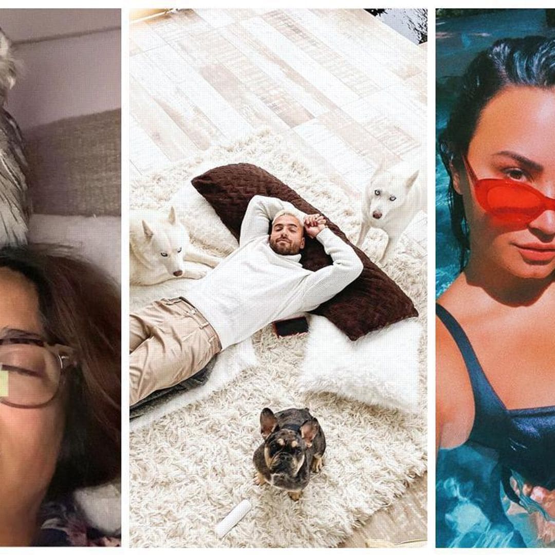 Salma Hayek’s napping partner is a HOOT and more star photos