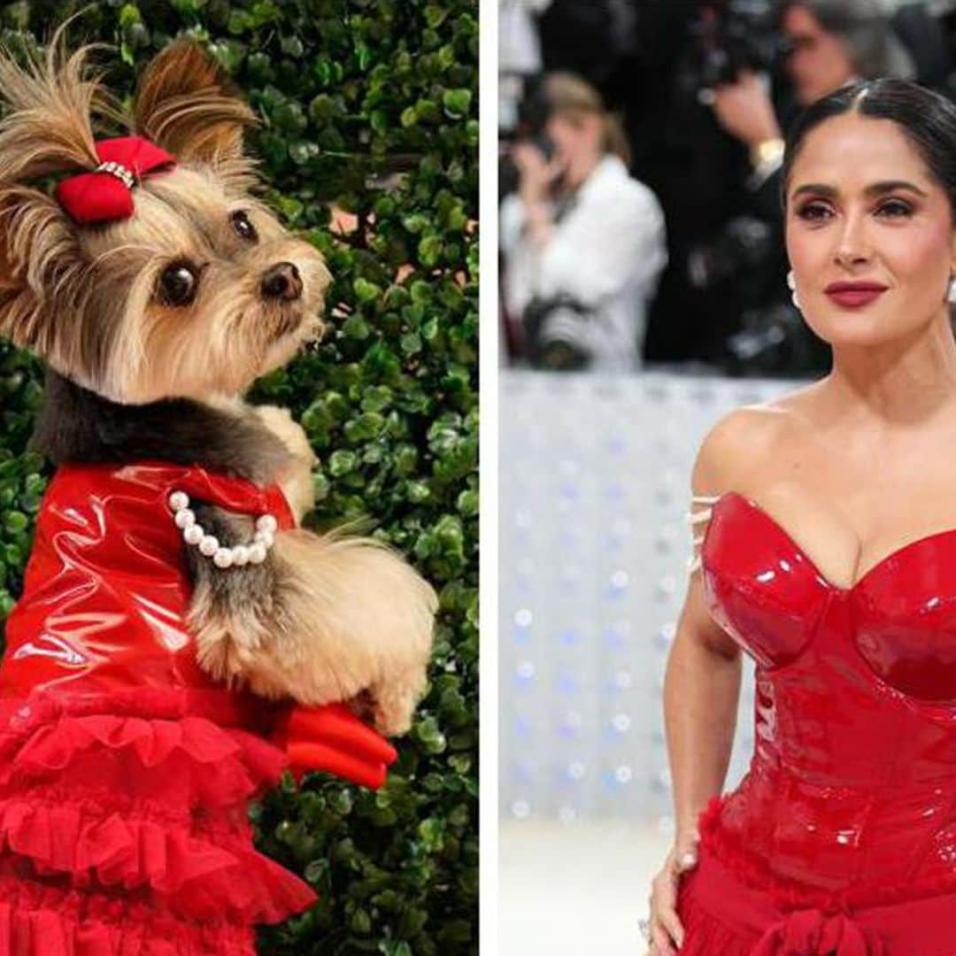 Who wore it best? A rescue pup models a recreation of Salma Hayek’s Met Gala gown