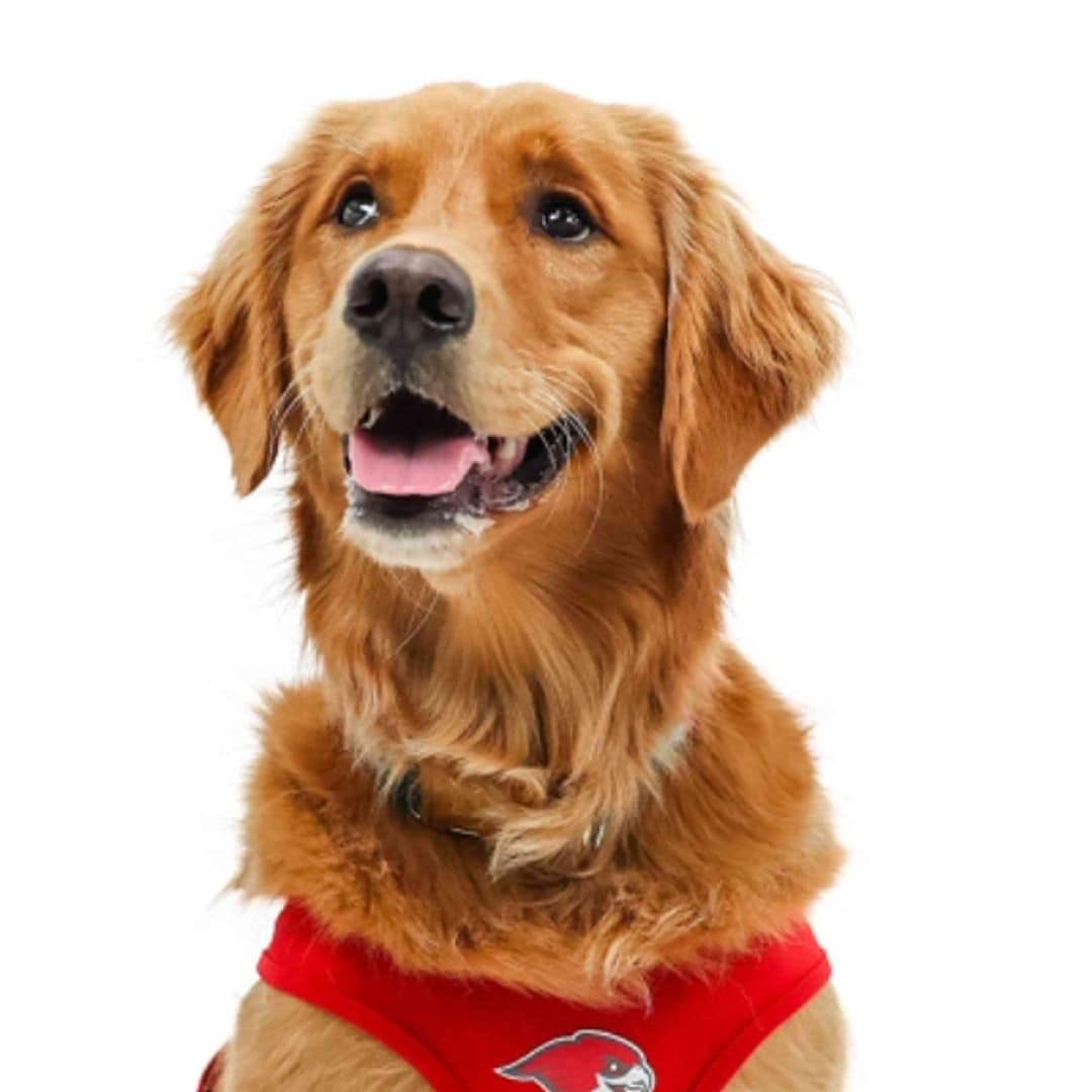 Pet of the week: Meet Charley, the adorable member of the basketball team at Montclair State University