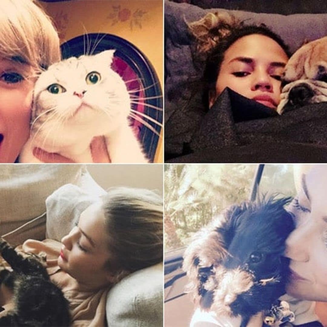 The cutest celebrity pets on social media