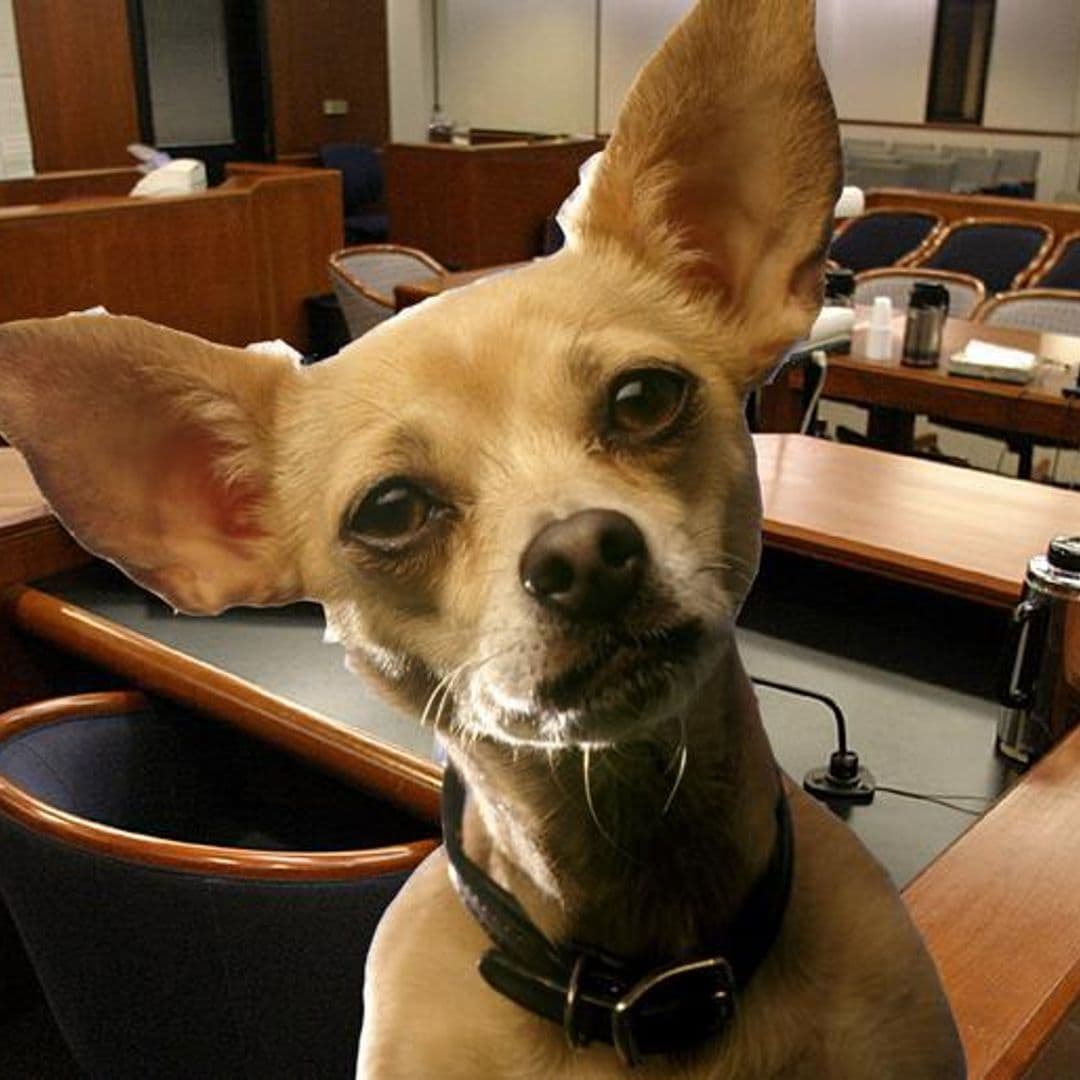 The Hawaiian Princess who arrived at court with her chihuahua to fight for her fortune