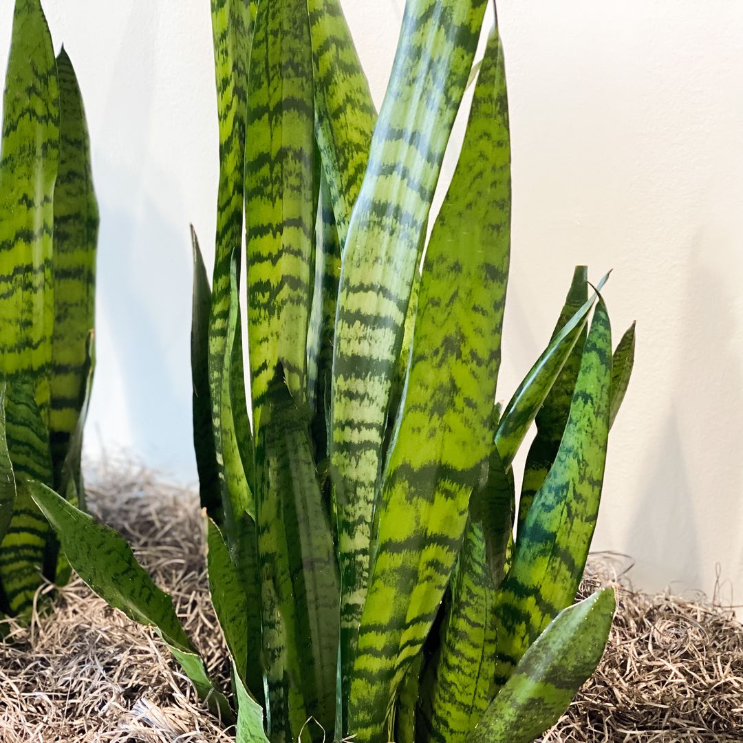 Snake plant: The ultimate guide to care, placement & benefits