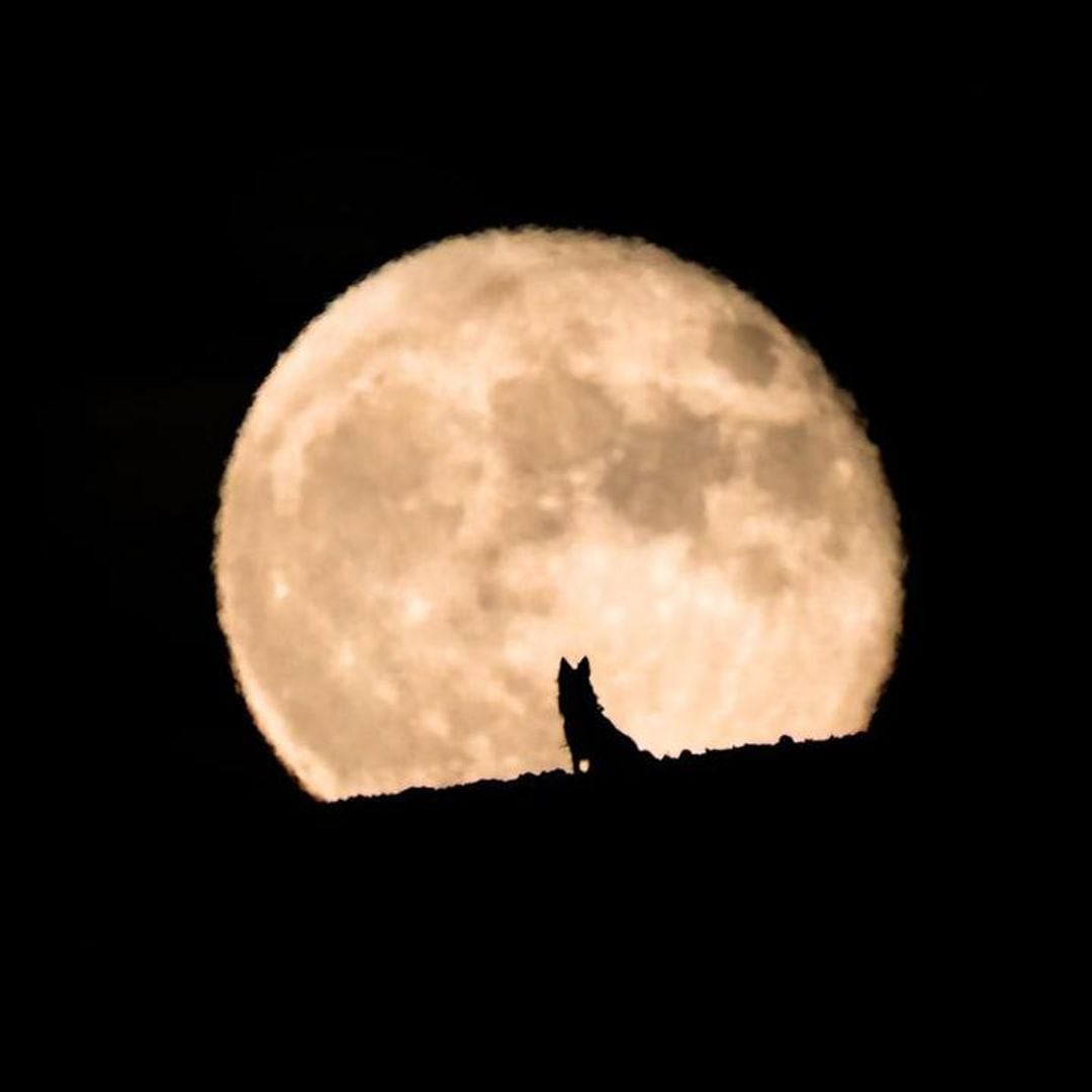 The Wolf Moon is this week — Here’s what you should know