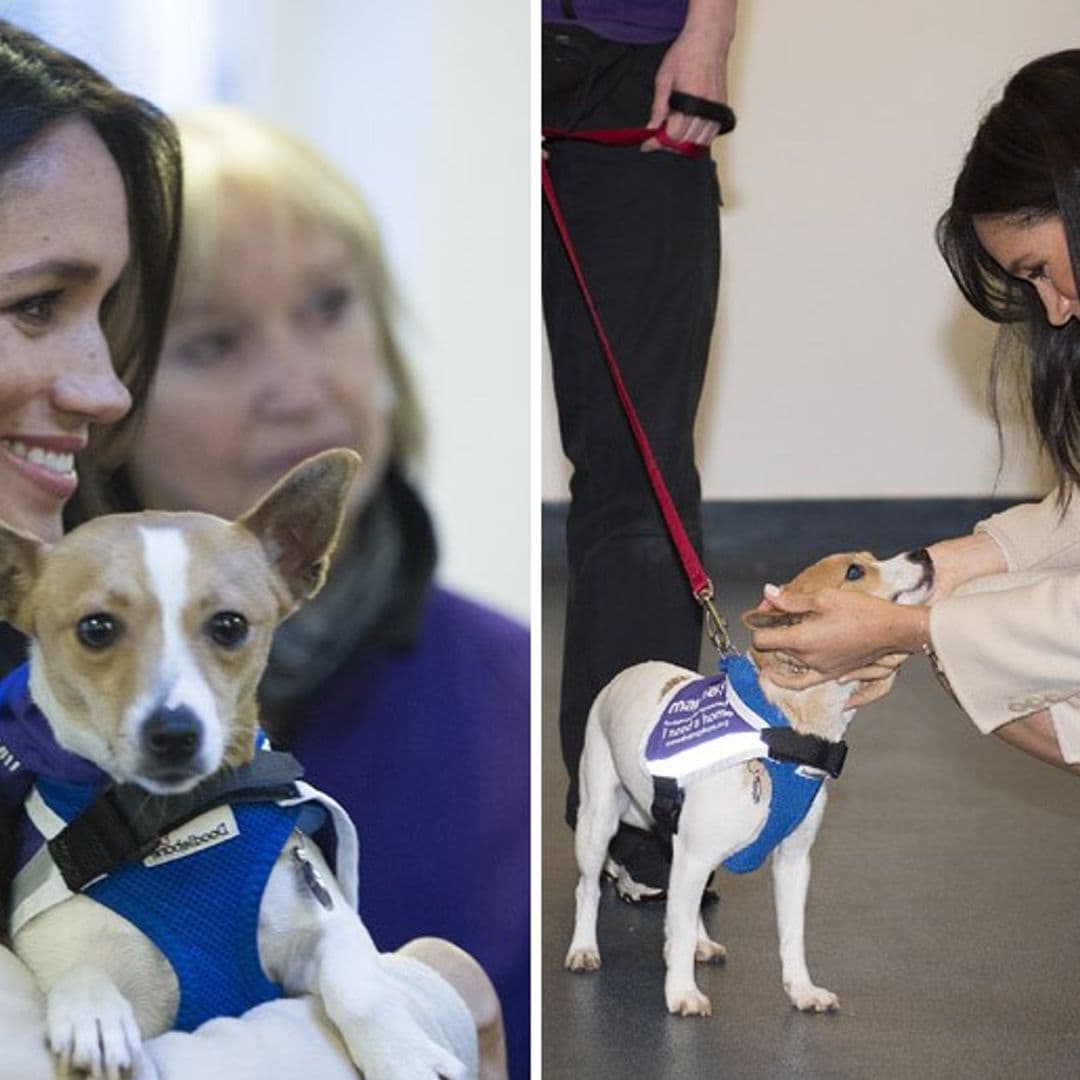 Meghan Markle helps adorable rescue dog to find a new home