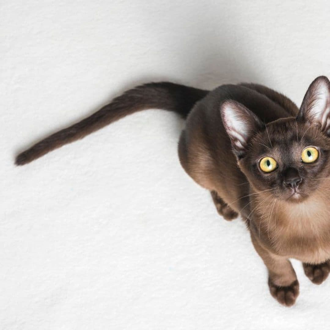 The 10 Cat Breeds that live the longest