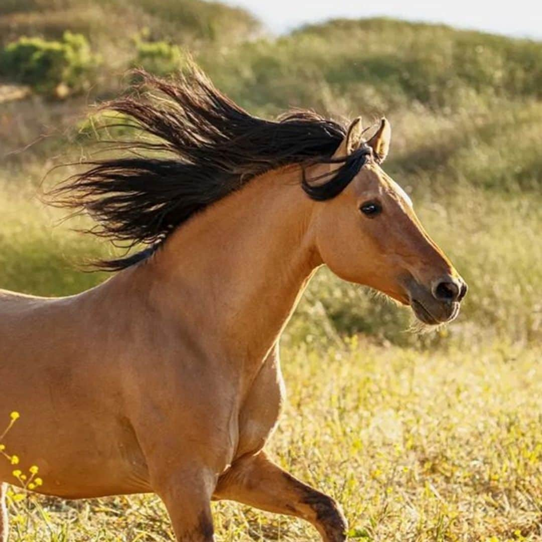 Pet of the week: Spirit, the beautiful horse who inspired the animated movie is turning 29