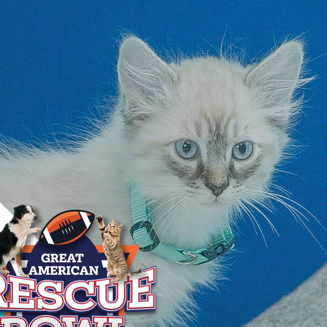 Meet the cats playing in the Great American Rescue Bowl on Super Bowl Sunday