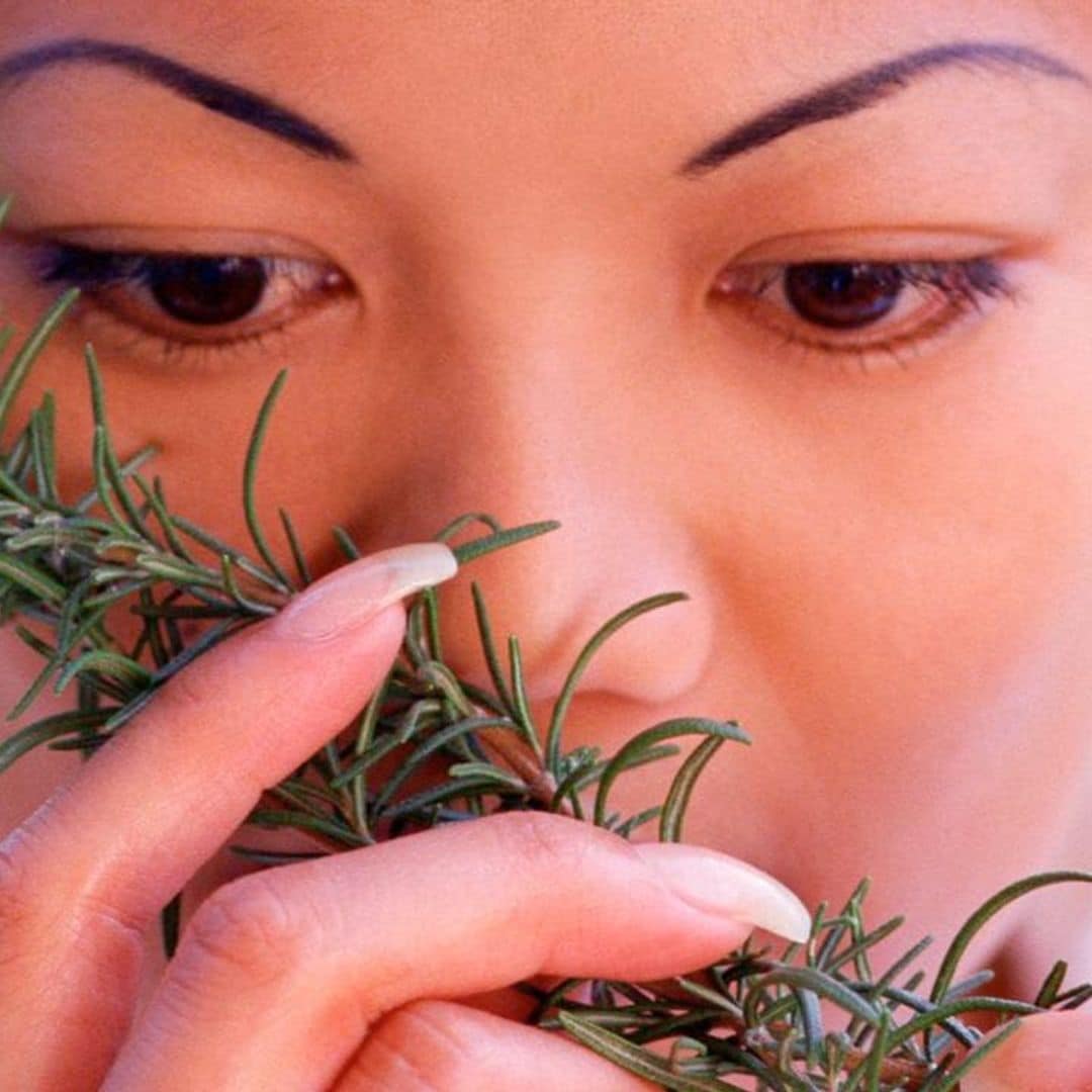 Benefits of rosemary oil for hair loss