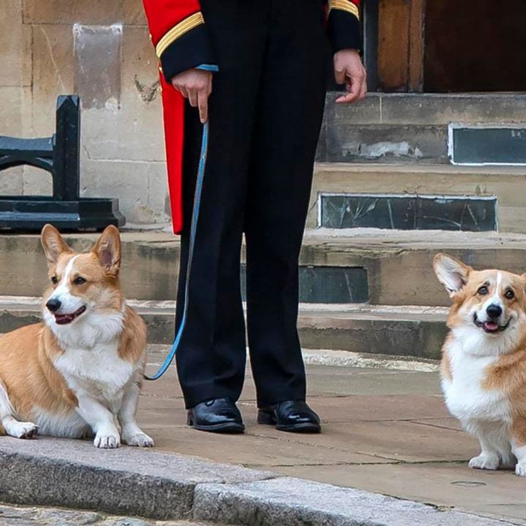 New photos of Queen Elizabeth’s corgis released