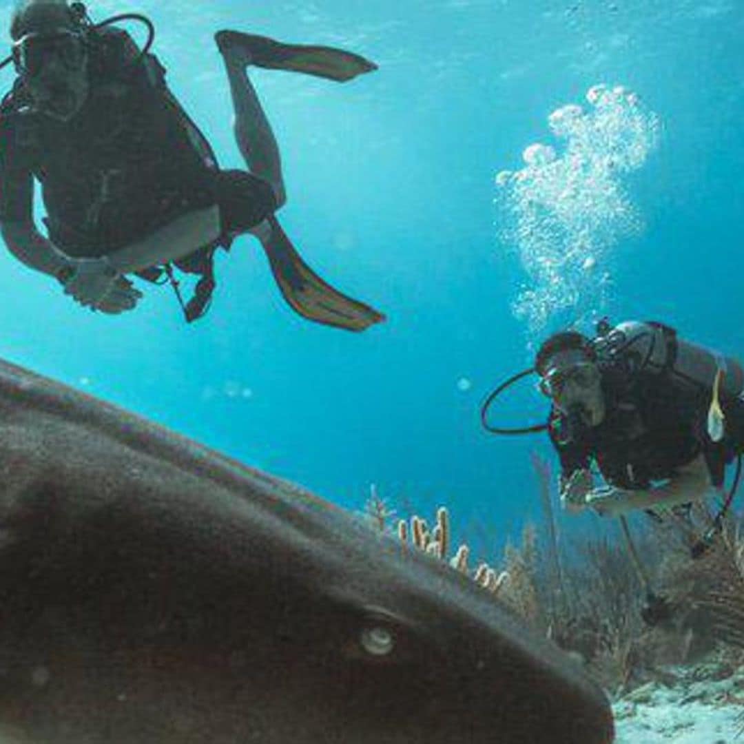 Prince William and Kate went scuba diving with sharks—and shared footage from their dive!