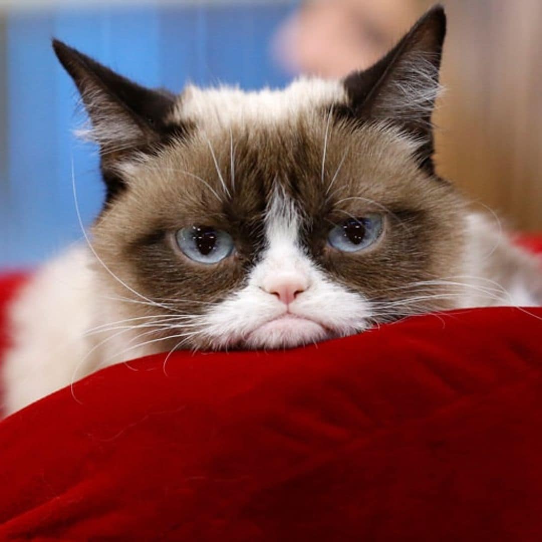 Grumpy Cat, the celebrity cat with a permanent scowl, passes away at age 7