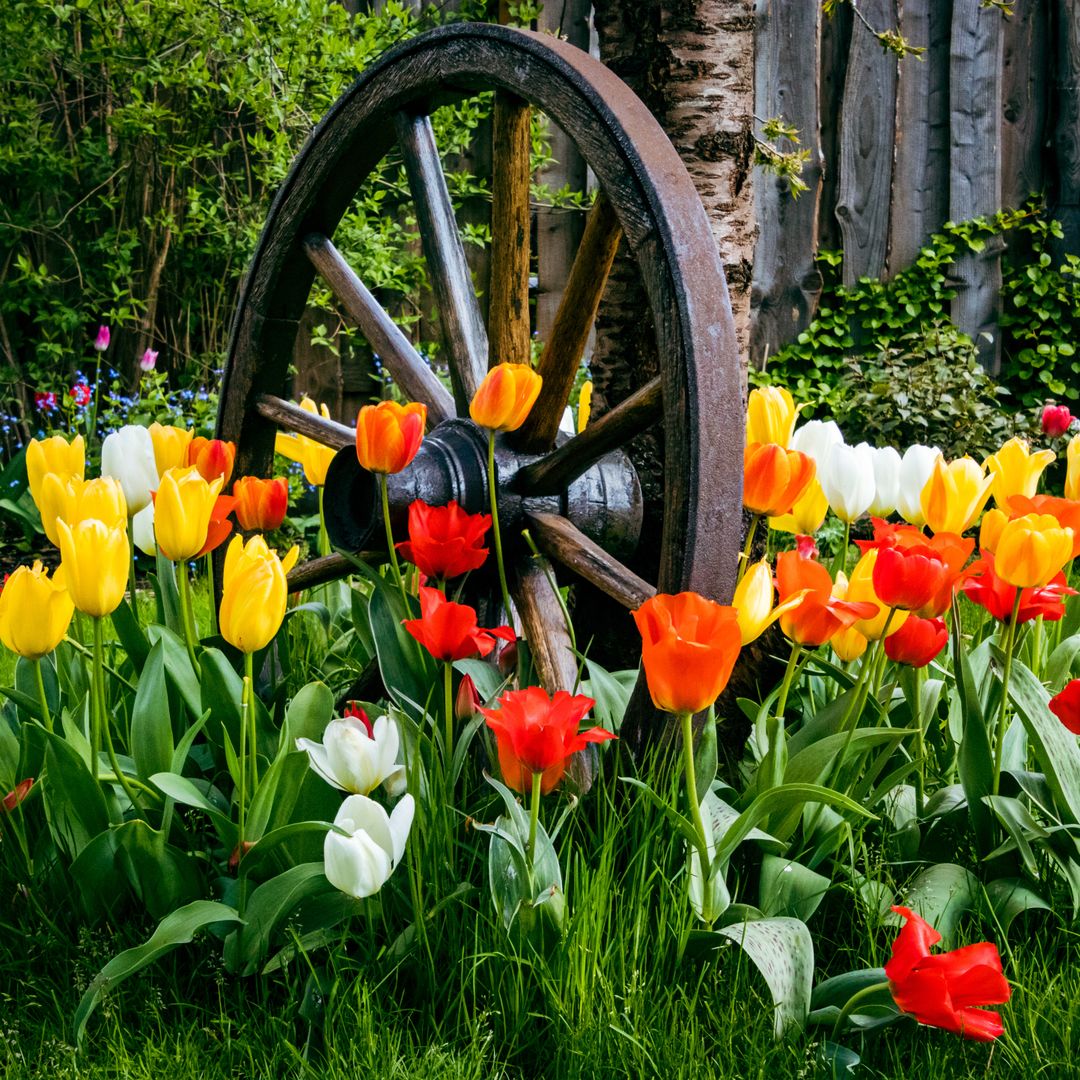 7 plants to fill your garden with color and energy this spring