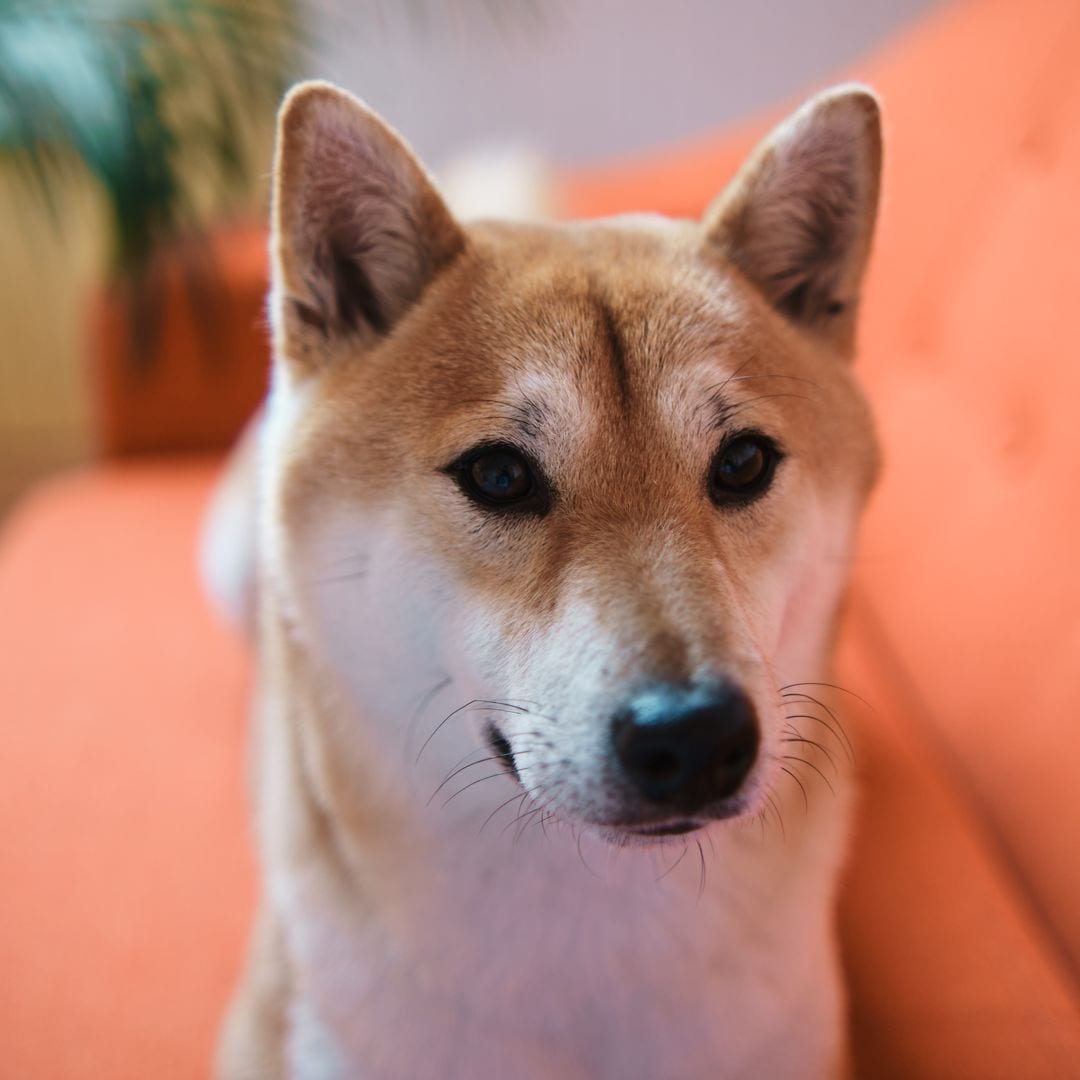 Pet of the week: Meet Peanut Butter, a 4-year-old dog who plays video games