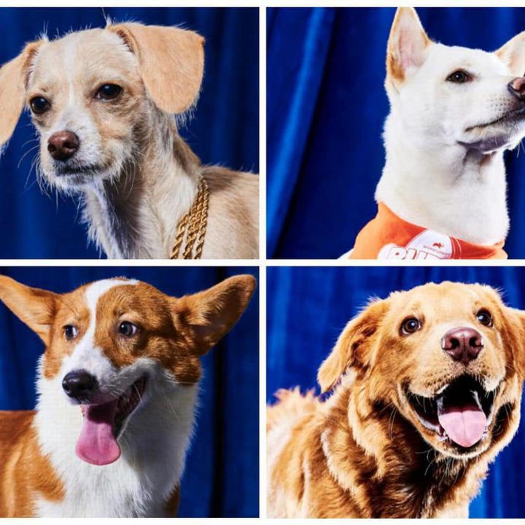 Pet of the week: Meet the adoptable players of the Puppy Bowl 2023