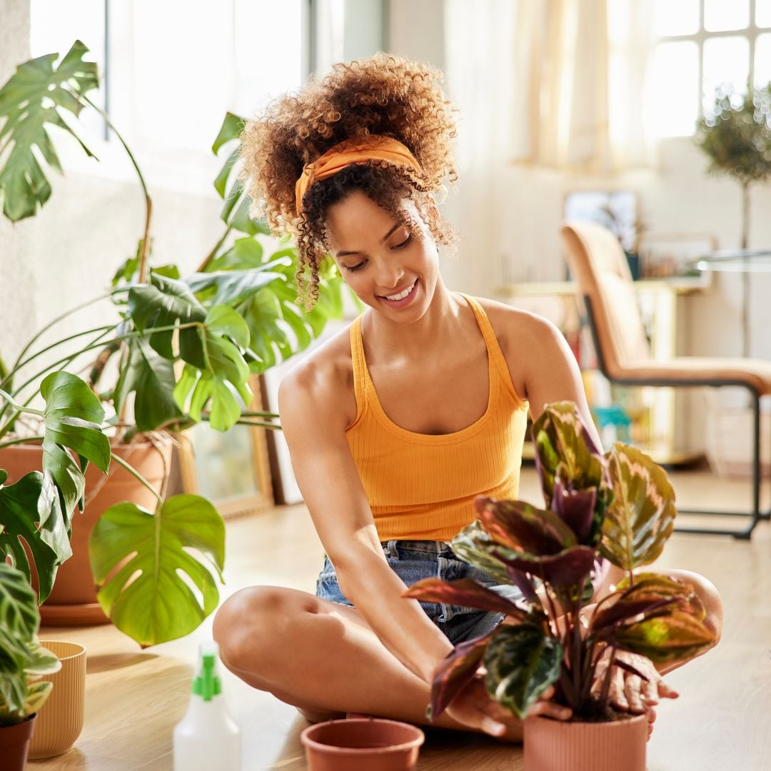 Top 9 plants believed to attract wealth and prosperity into your home