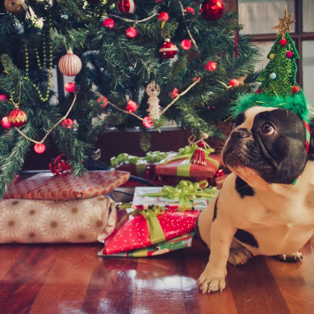 How to Dog-Proof Your Christmas Tree (Tips)