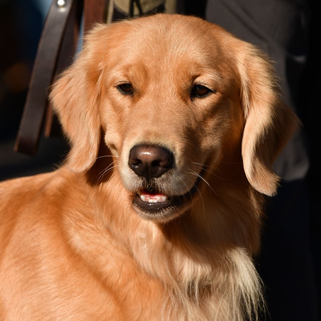 Pet of the week: The dog of the richest man in the world, Anant Ambani, has his own Mercedes vehicle